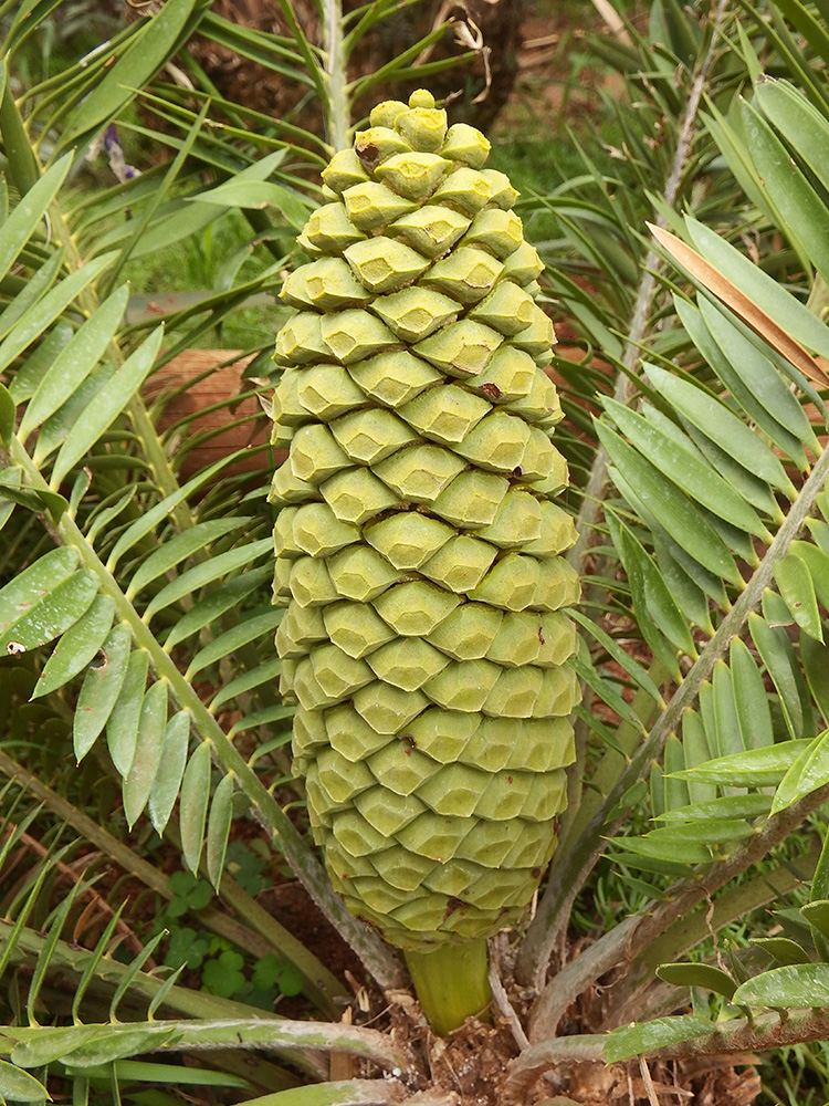Male Cone Image