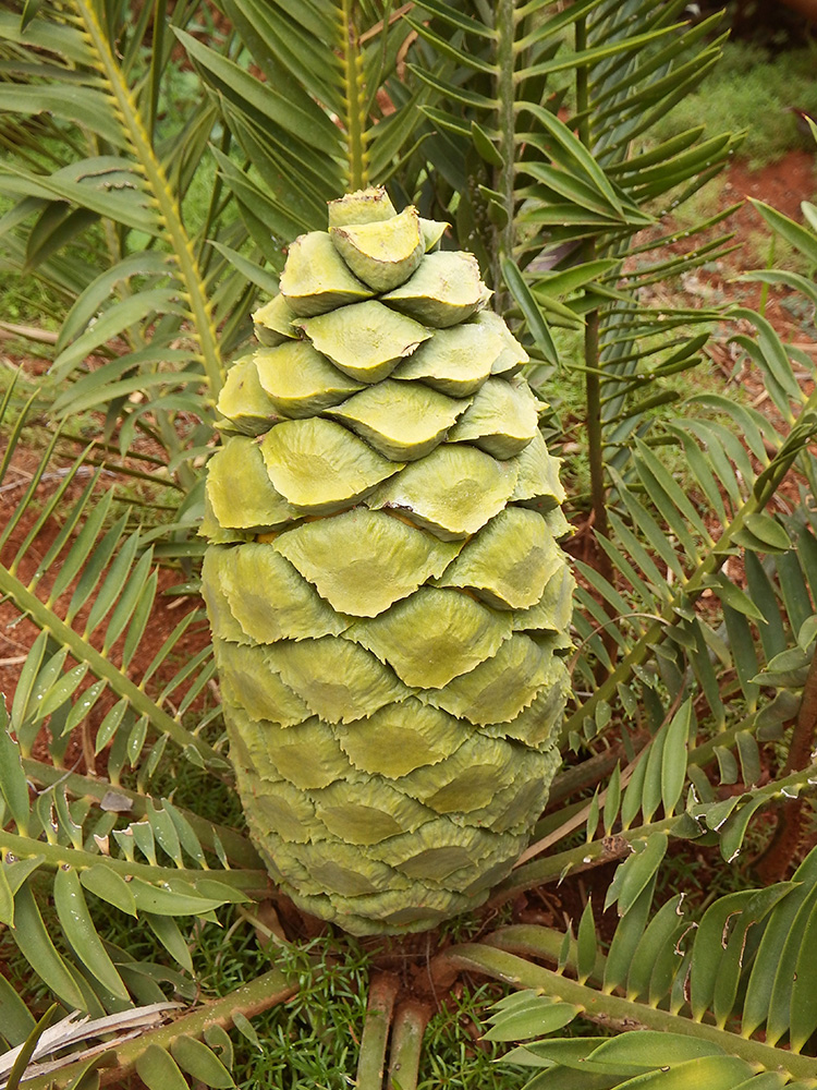 Female Cone Image