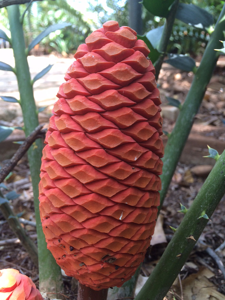 Male Cone Image
