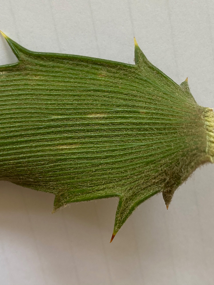 Backview of leaflet with prominent ridges. Image