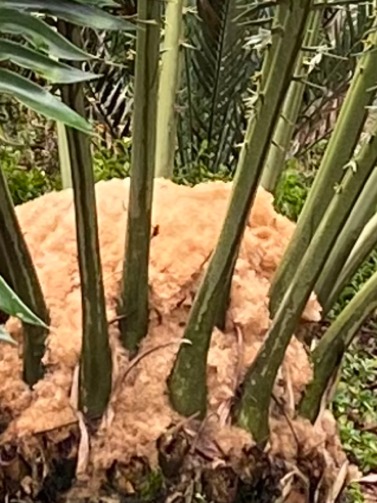 Distinct copious amount of wool on the crown. Image