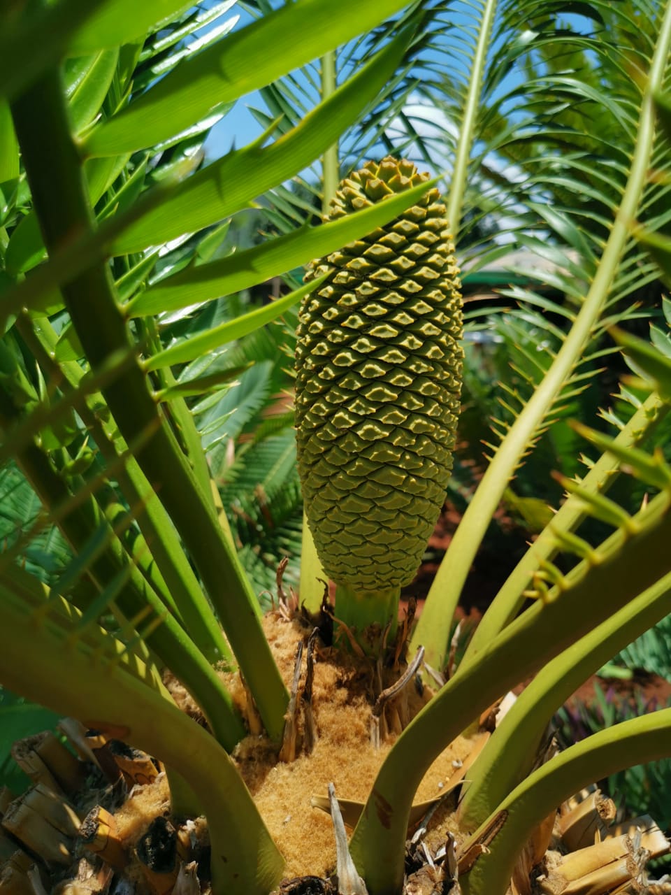 Long (peduncle) of male cone – also note the golden wool in the crown of this plant. Image