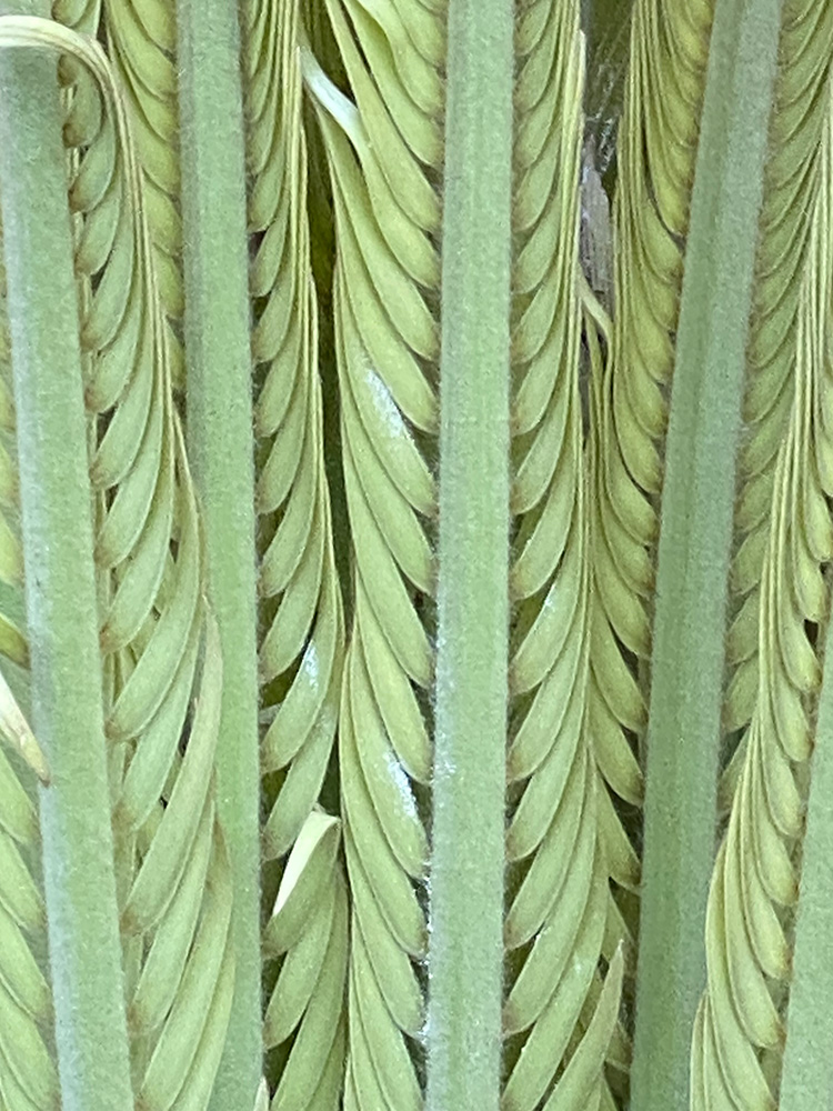 Tugela laevifolius New Leaves close-up. Image