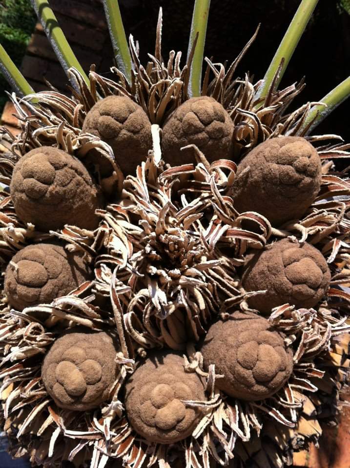 Emerging Male Cones Image